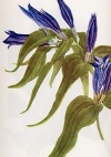 Gentiana asclepiadea"